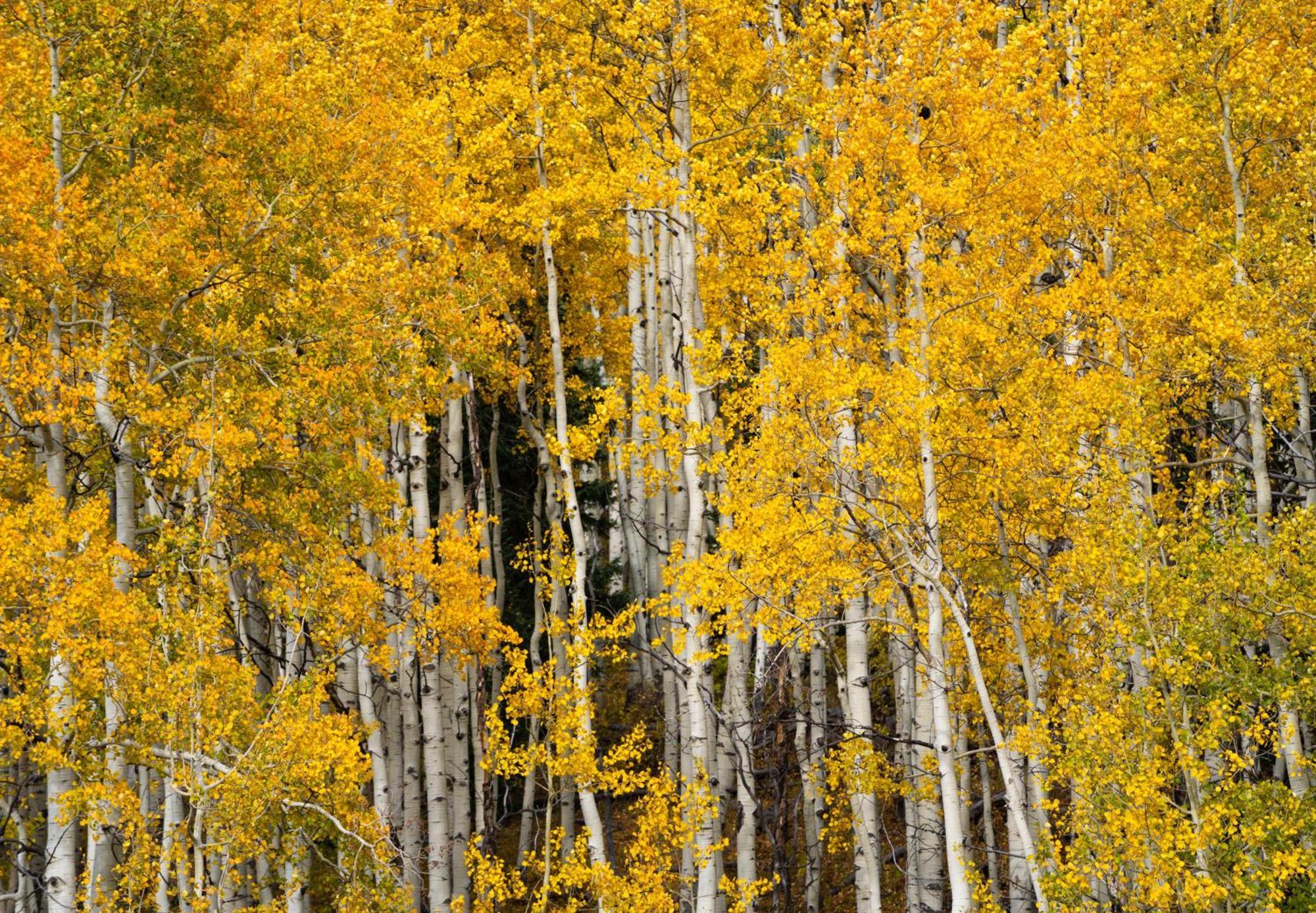 Aparthotel Aspen Springs Angel Fire